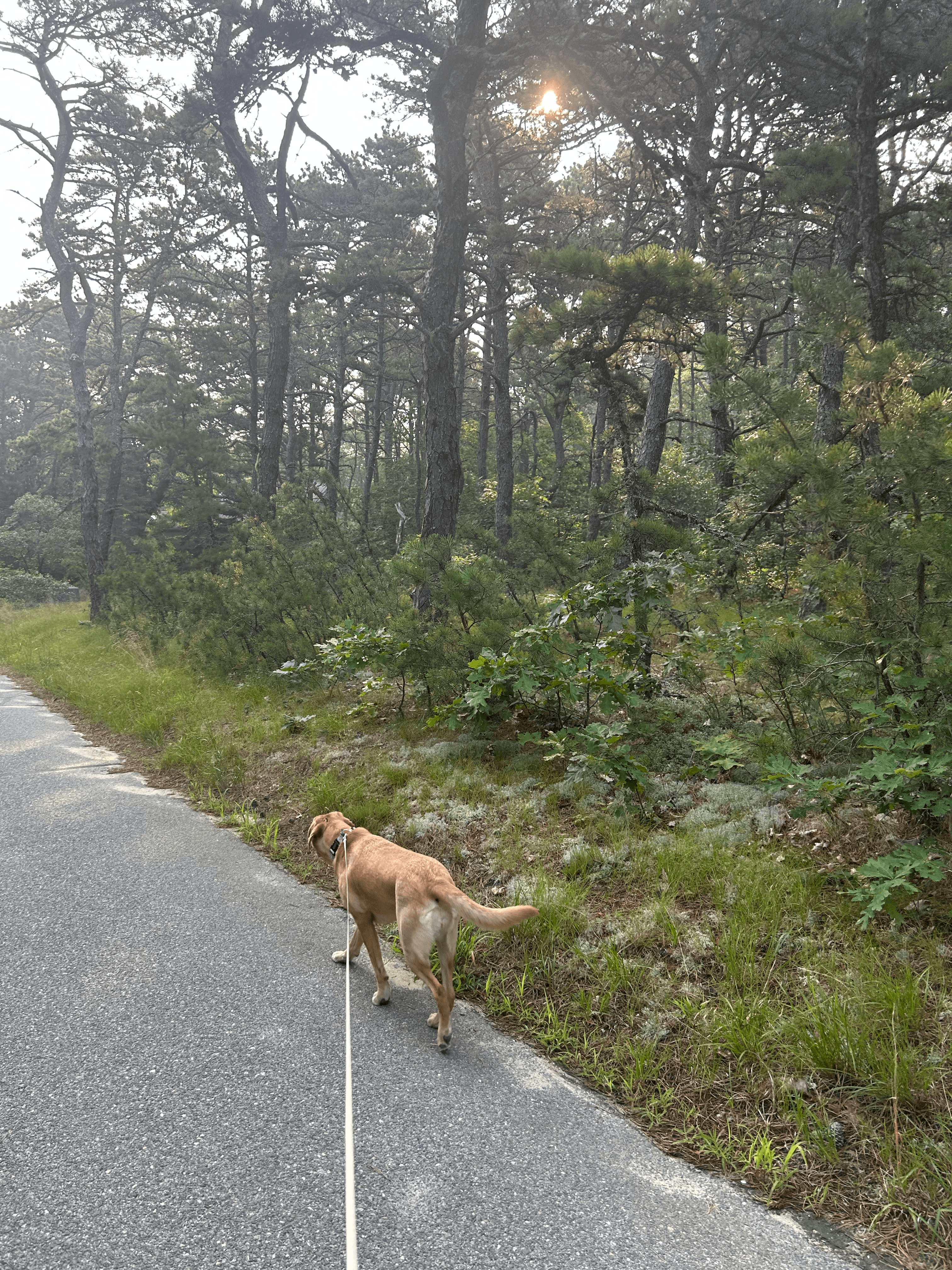 massachusetts img 3578 png