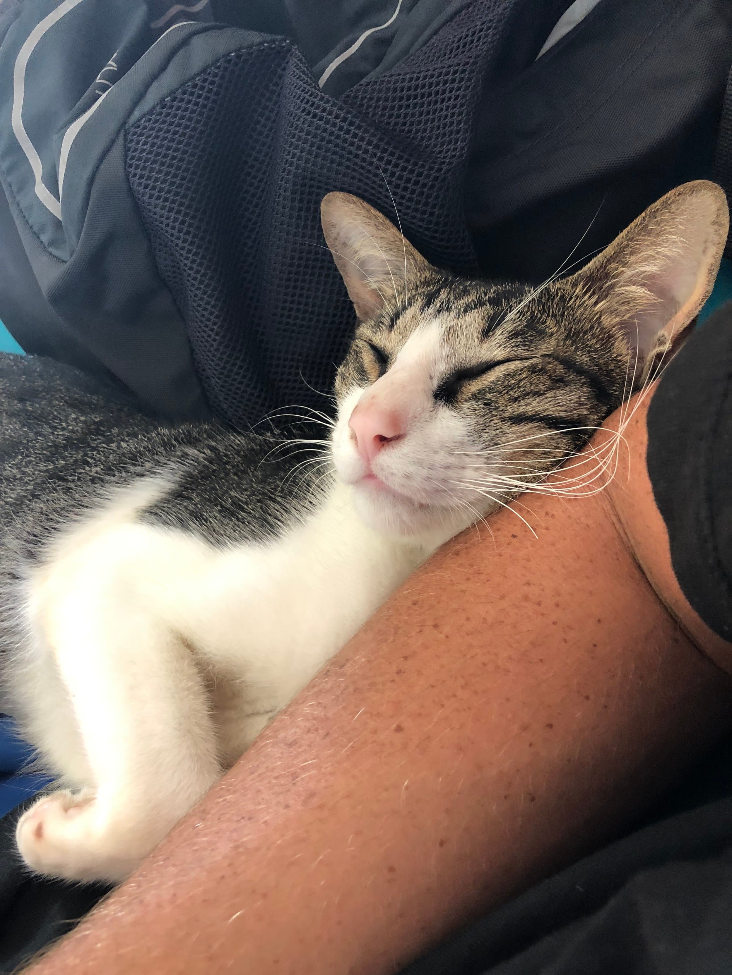 cat felidae felinae