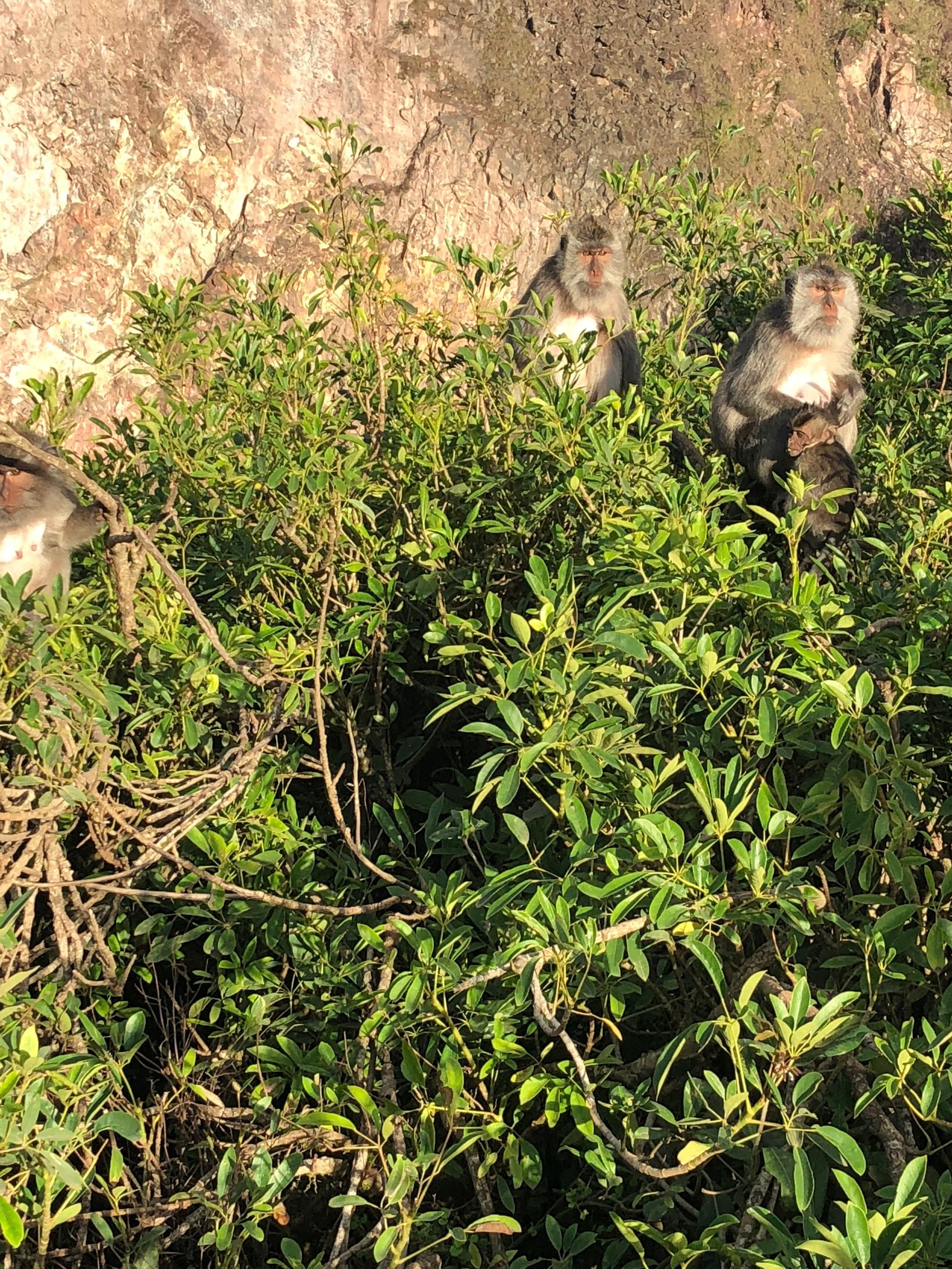 vegetation primate wildlife