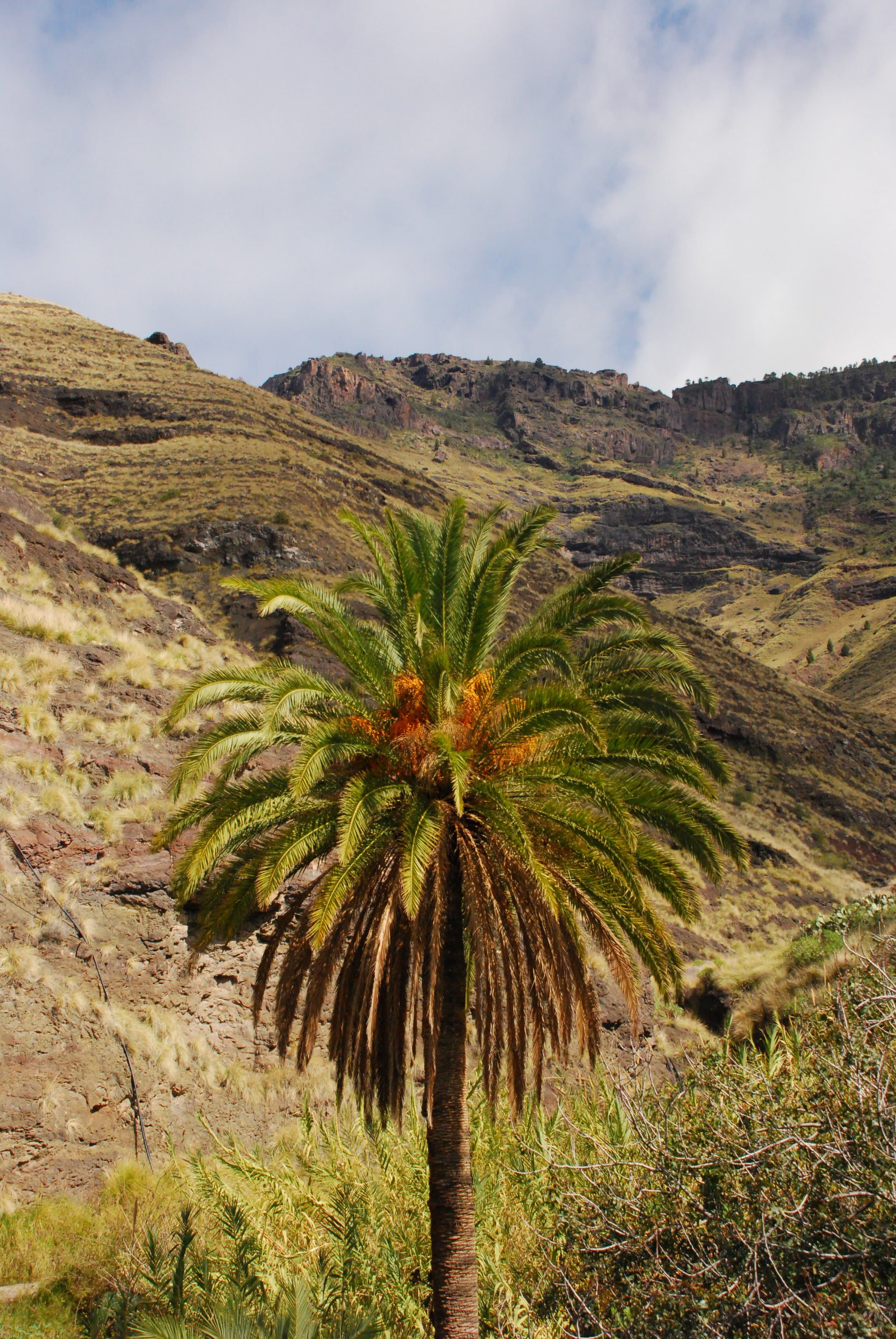 gran canaria mountainous landforms vegetation mountain