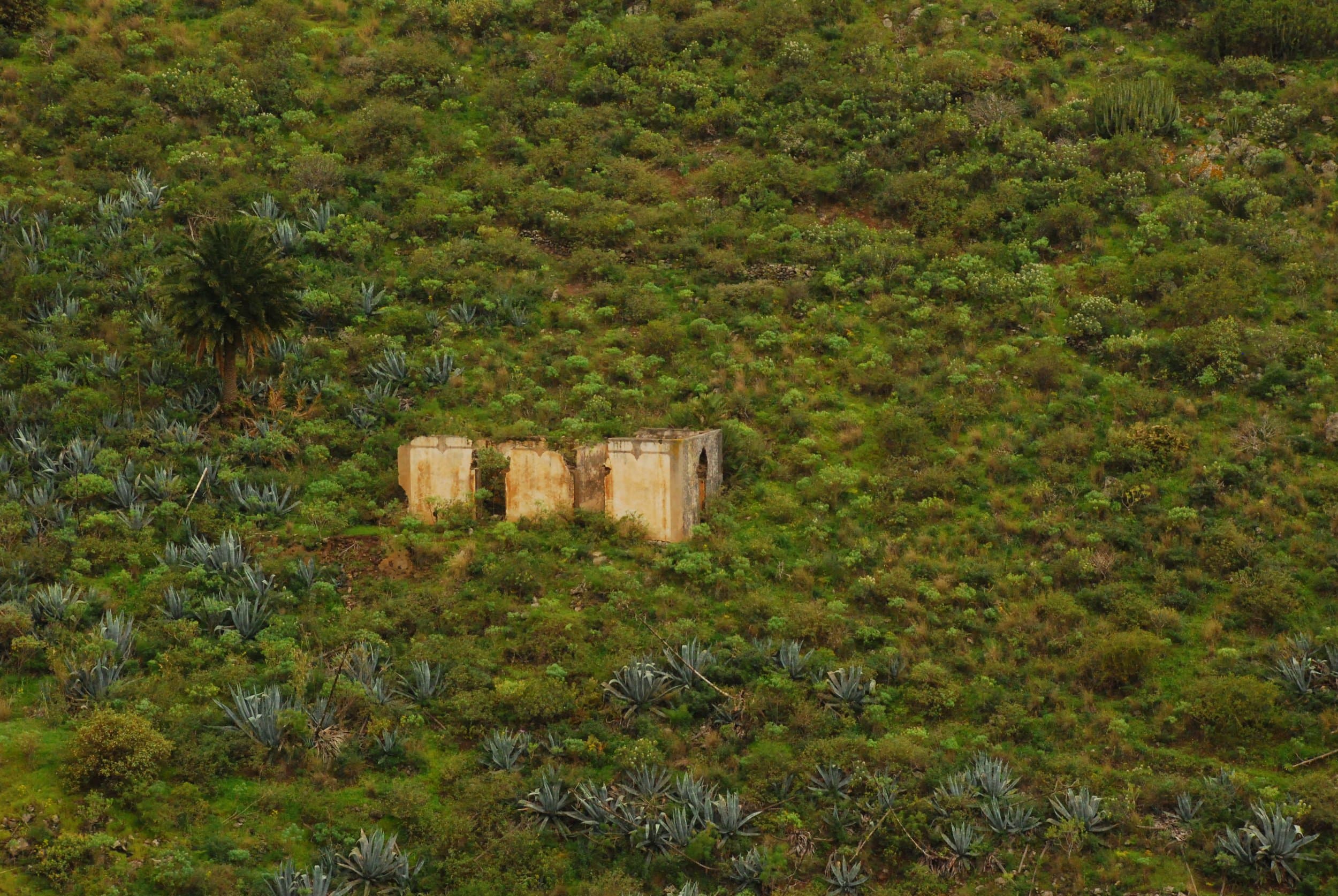 gran canaria vegetation shrubland chaparral