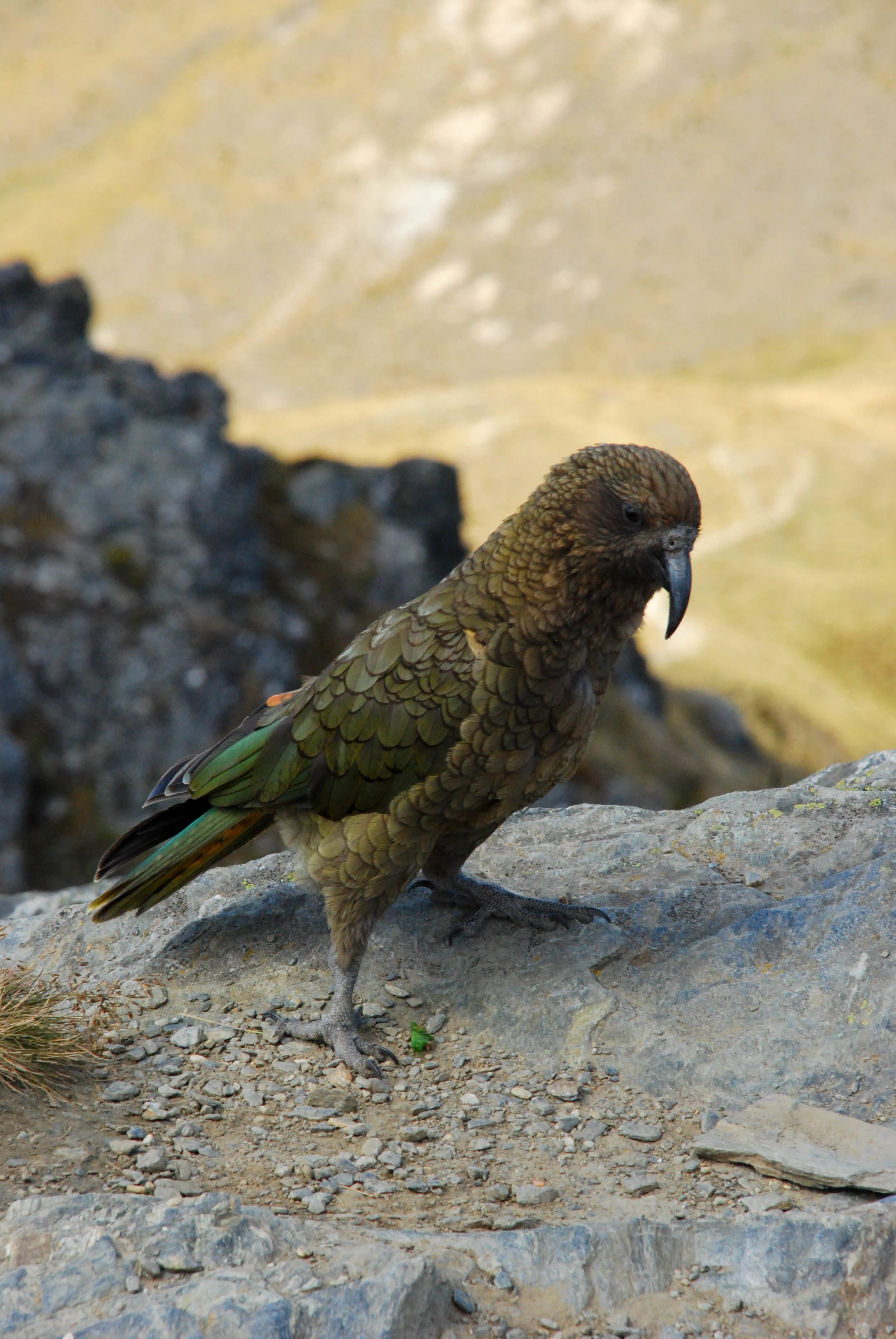new zealand bird beak parrot