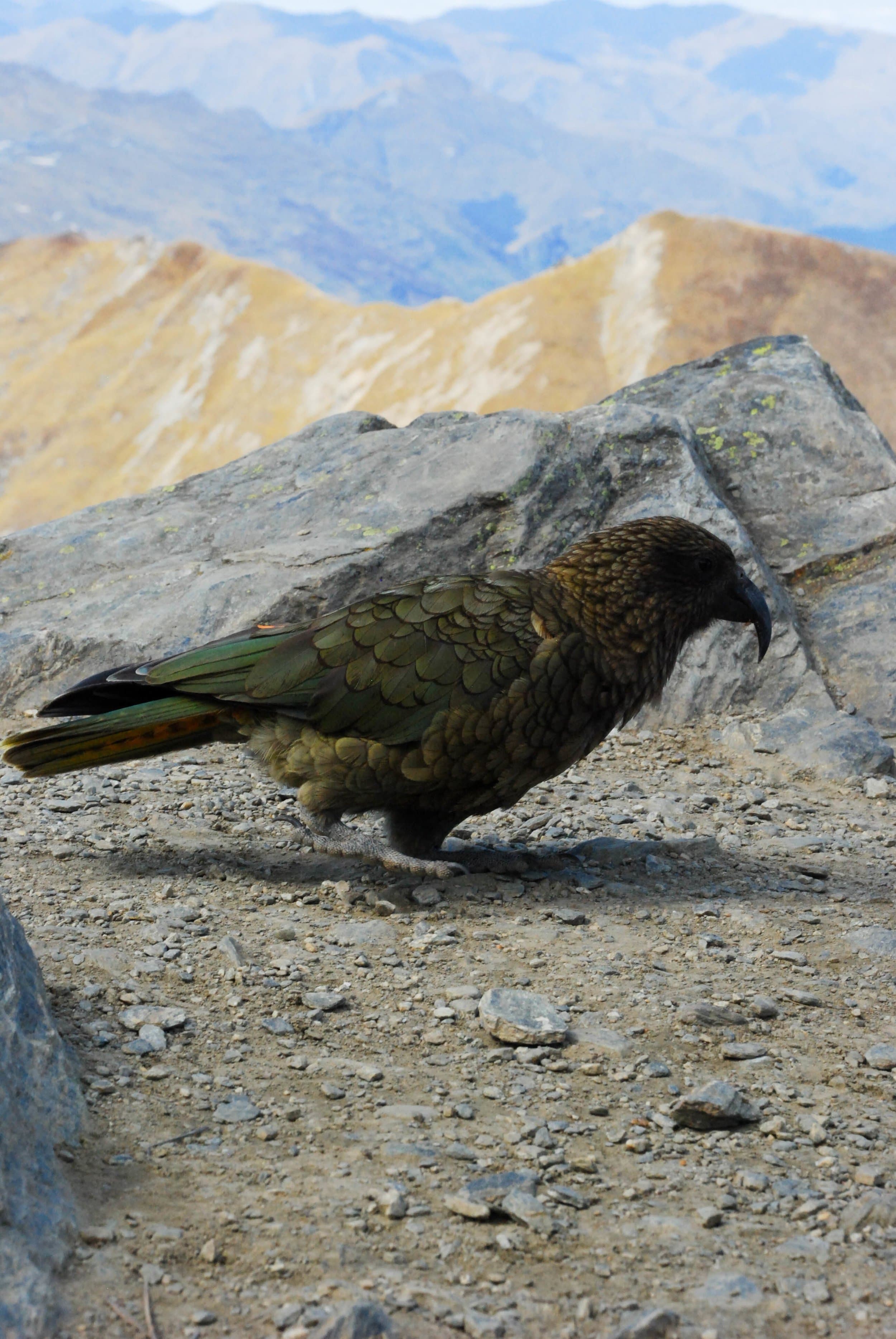 new zealand bird beak wildlife