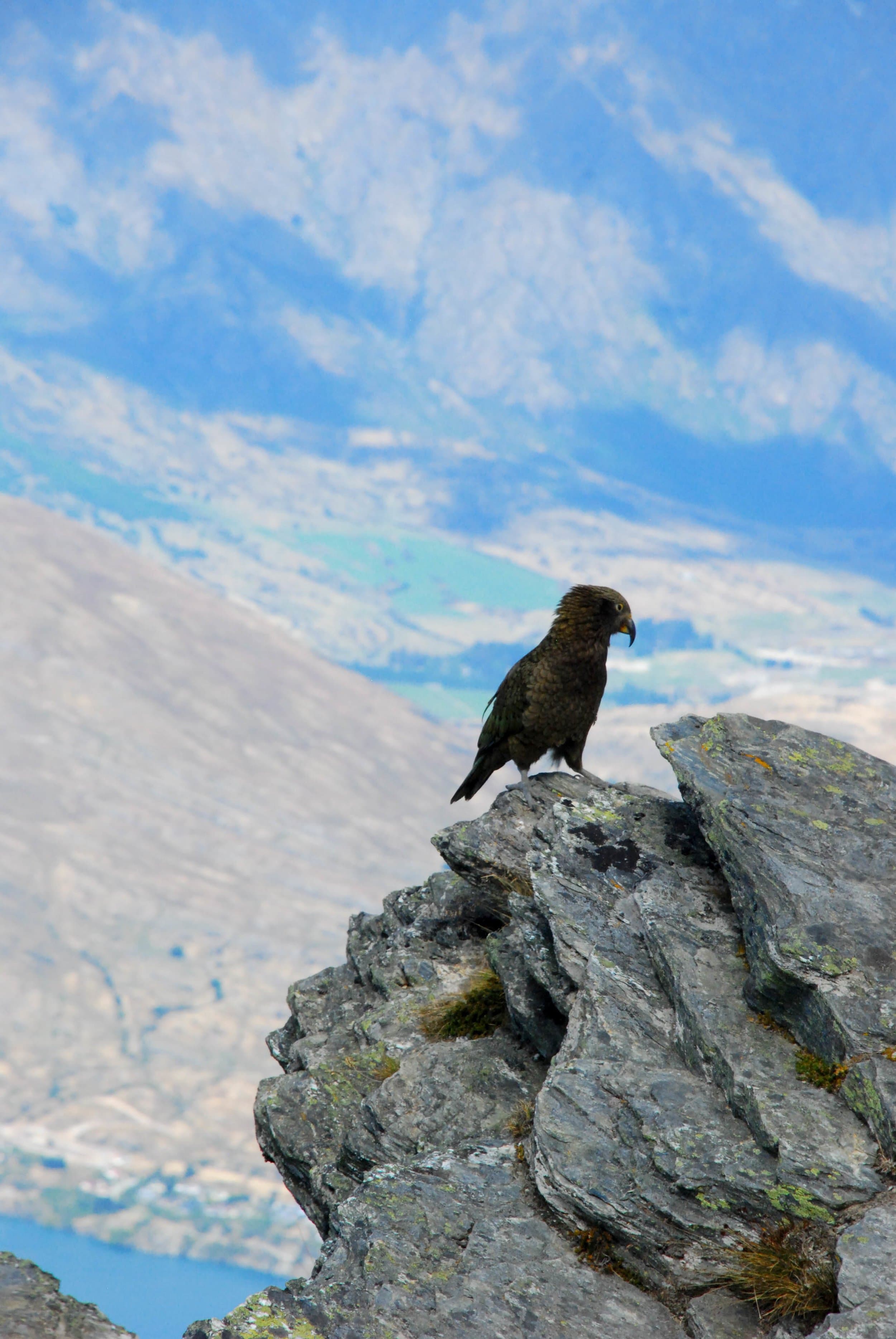 new zealand bird bedrock falcon