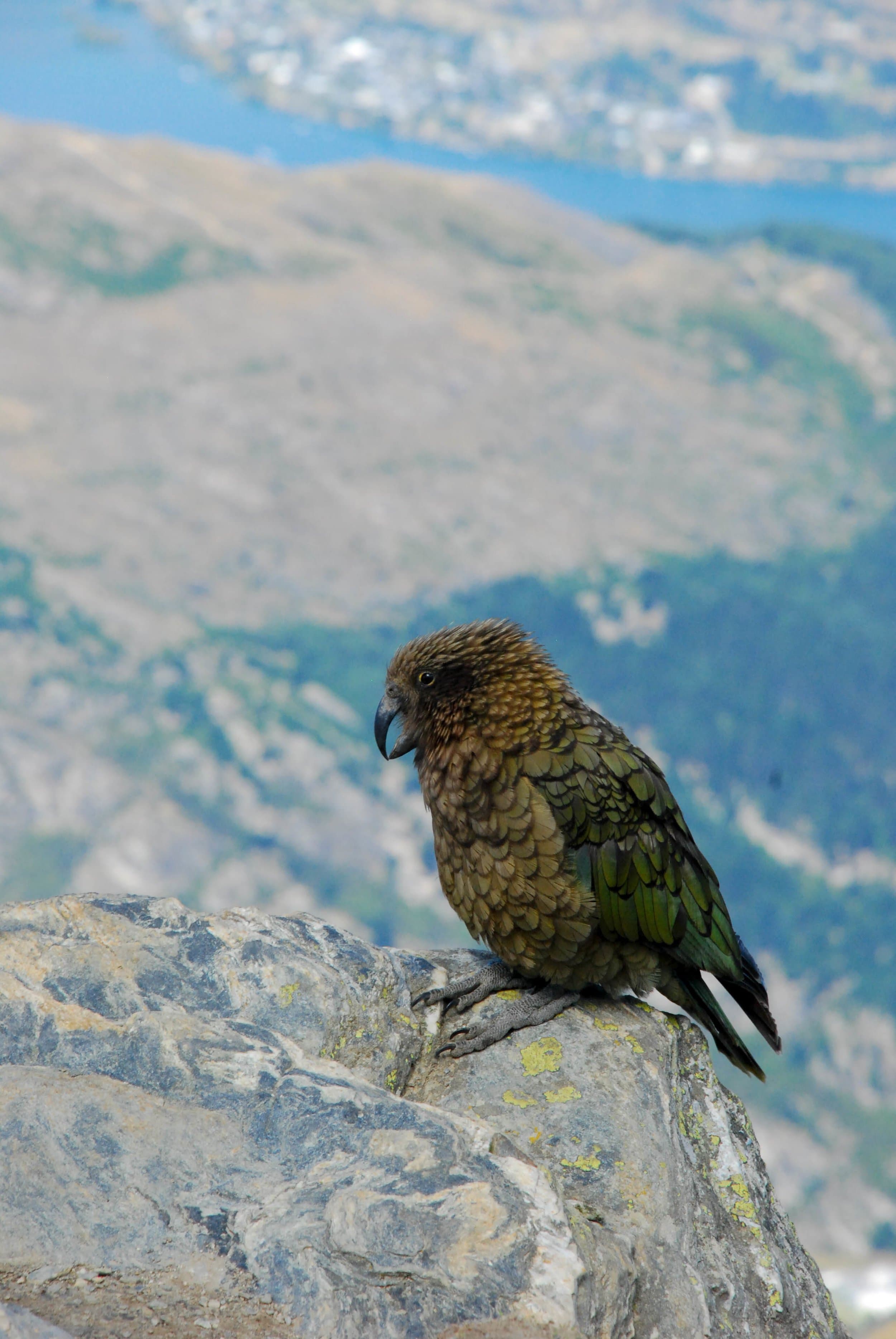 new zealand bird parrot beak