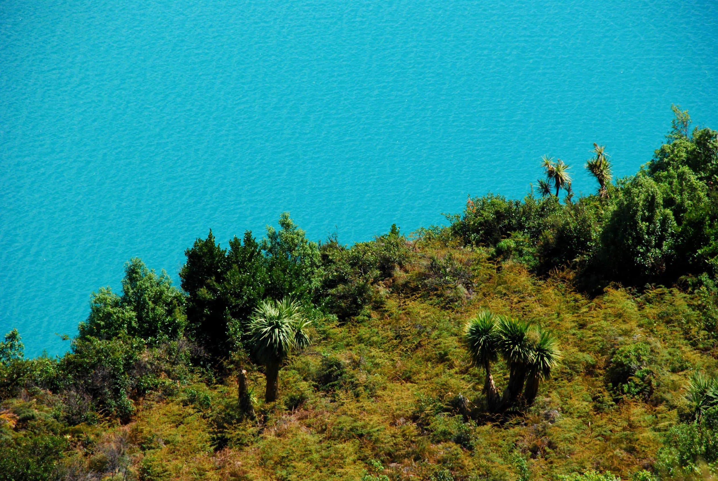 new zealand blue green vegetation
