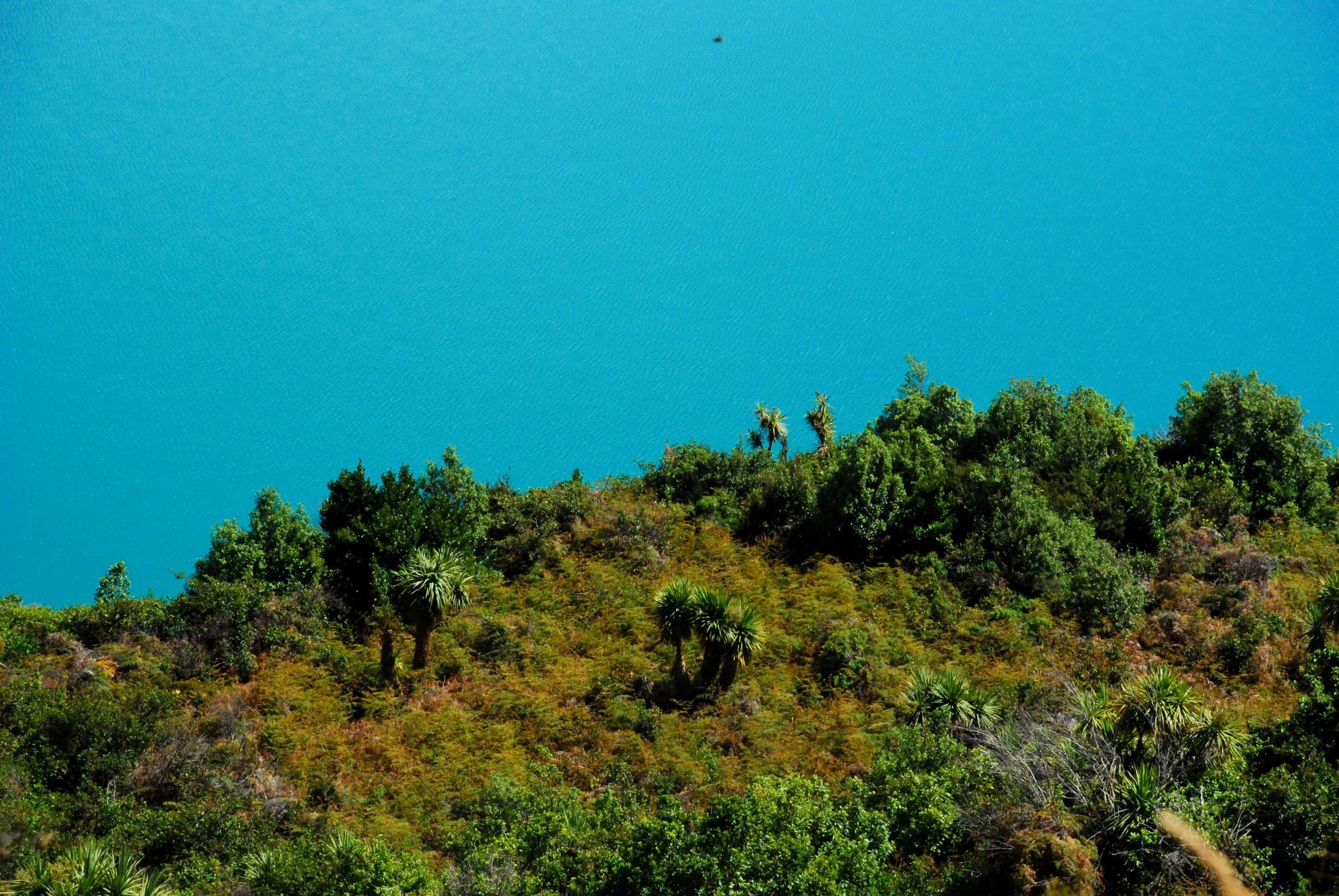 new zealand green vegetation forest