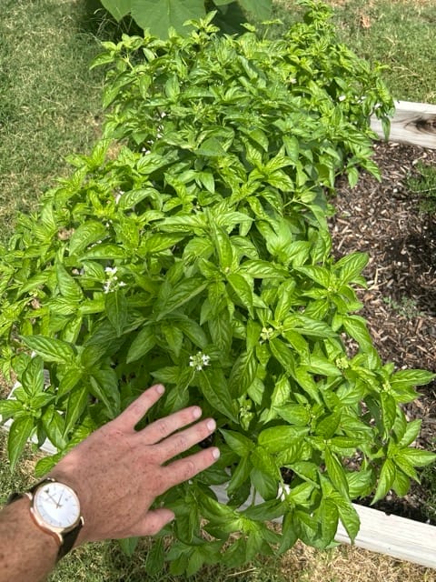 Hand brushing dense green herb foliage