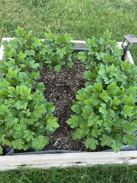 Mint-like leaves growing in a garden bed