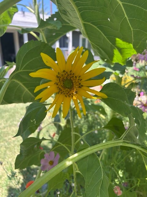 Yellow sunflower bloom in the garden