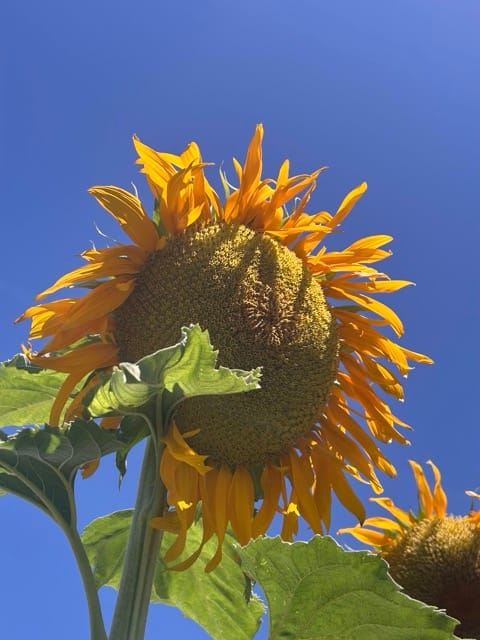 Backlit sunflower head against blue sky