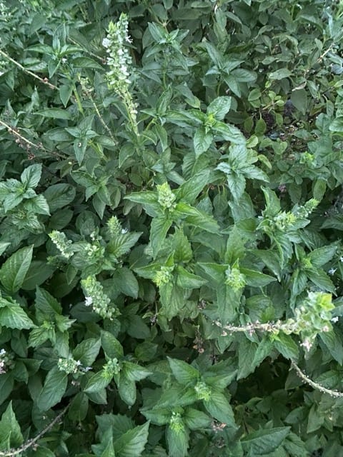 Close-up of leafy garden greens
