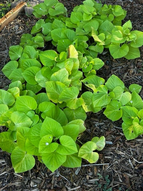 Bright green basil leaves in the garden