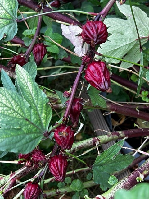Red roselle flowers and stems in the garden
