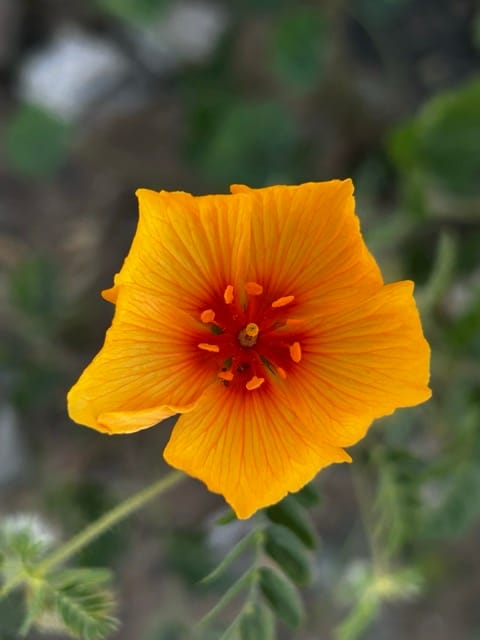 Orange nasturtium flower close-up