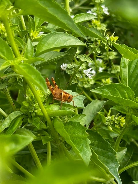 Pepper plant leaves and small peppers in the garden