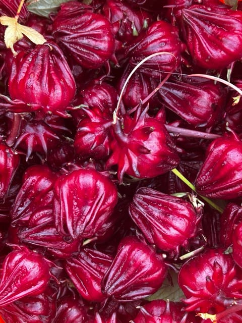 Fresh red roselle calyces in the garden