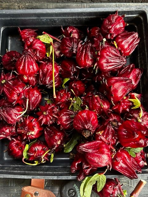 Large pile of harvested red roselle calyces