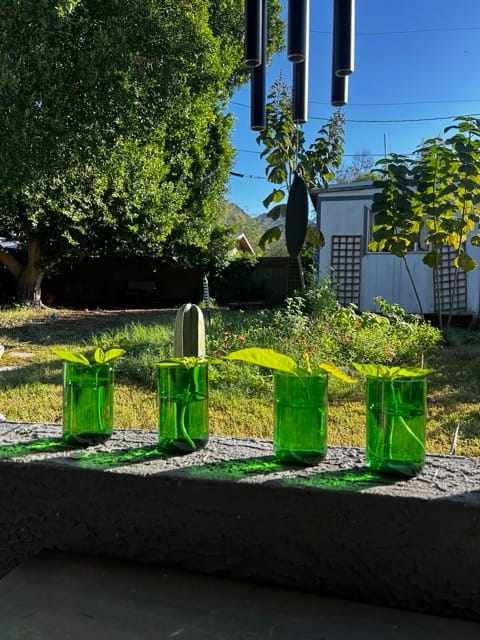 Green jars of garden drink on an outdoor table