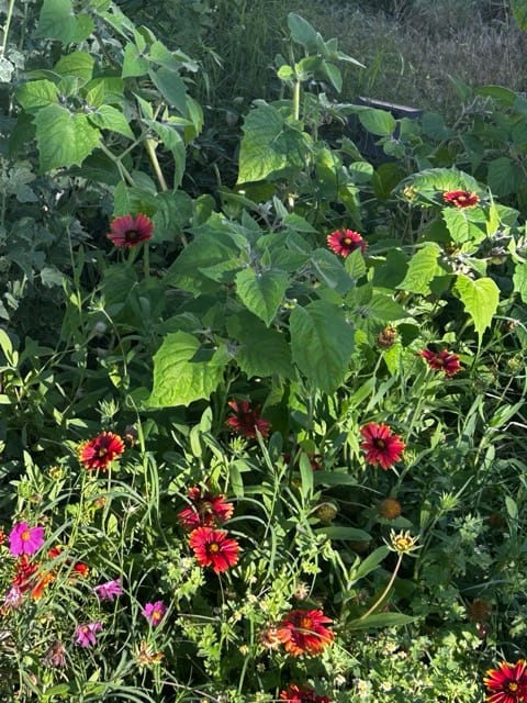 Tomato plants fruiting in a raised bed