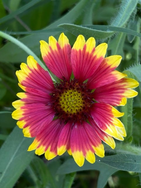 Pink and yellow blanket flower close-up