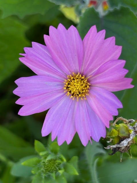 Purple cosmos flower close-up