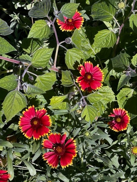 Red flowering shrub beside a garden path