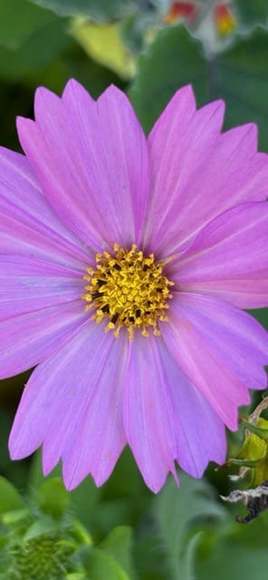 Purple flower petals close-up