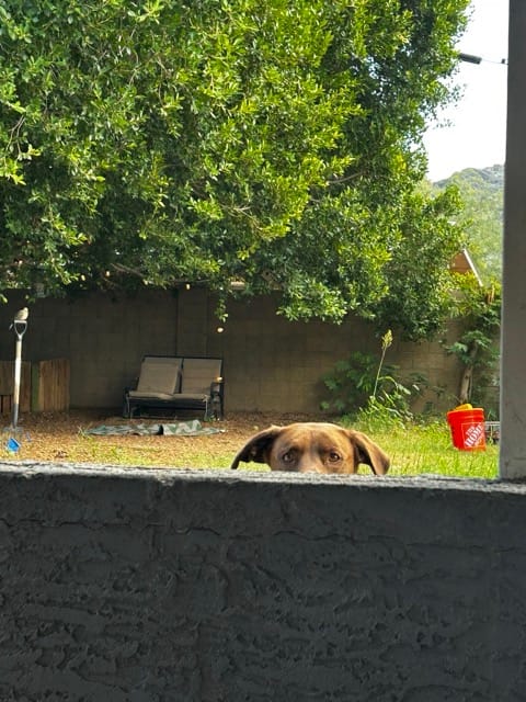Dog lying in a shaded backyard garden