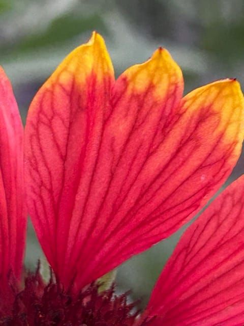 Red hibiscus petal close-up