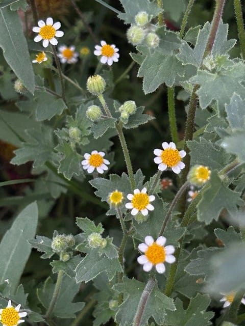 White wildflowers in a garden bed