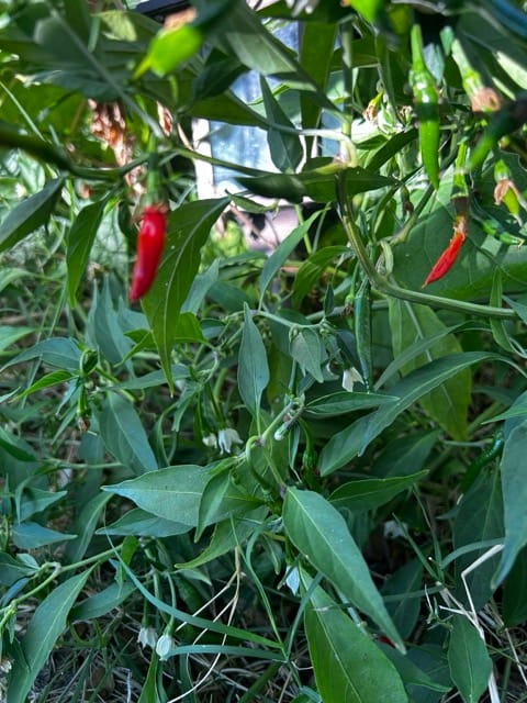 Long green leaves and red flowers in the garden