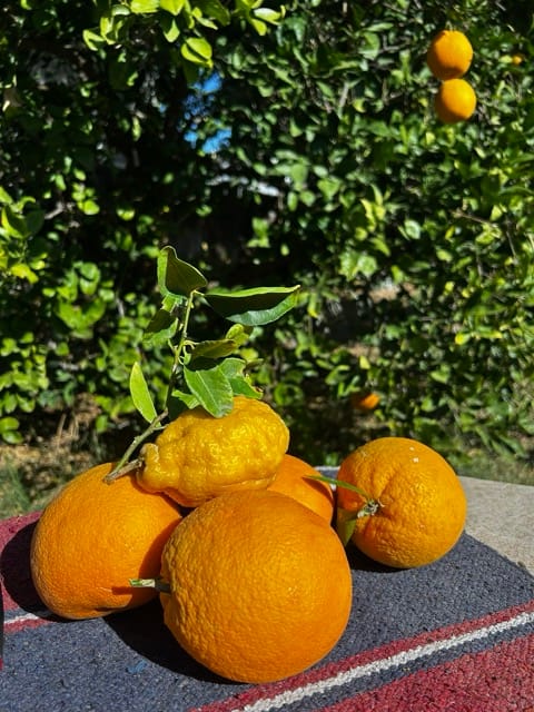 Bowl of harvested oranges and lemons