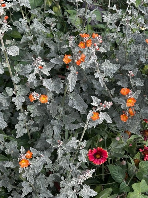 Orange flowers blooming in gray-green foliage