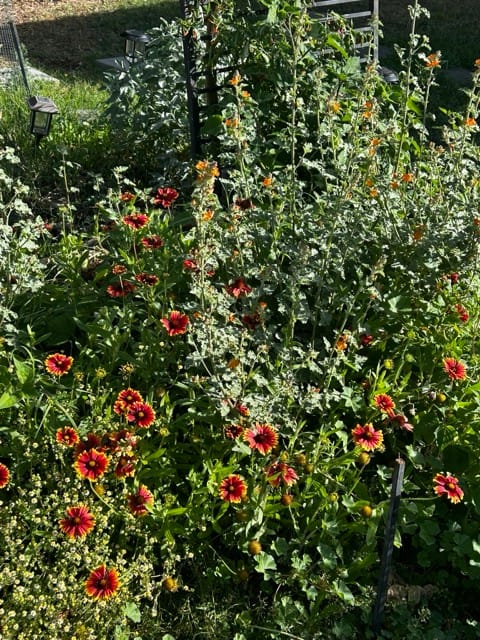 Dense red flowers in a backyard garden bed