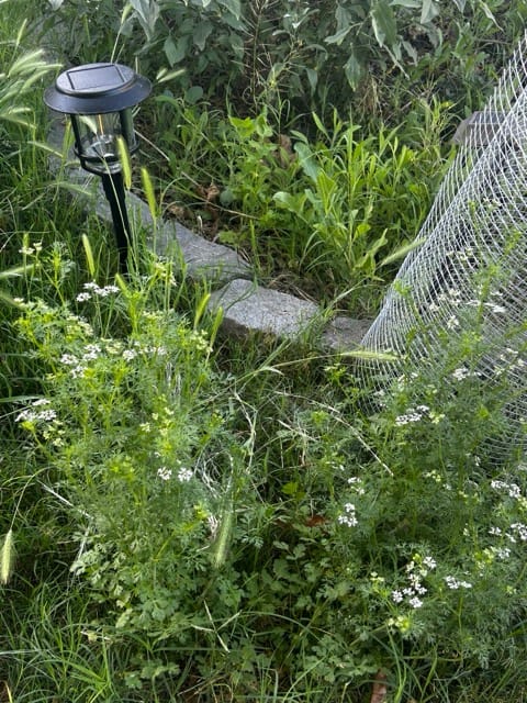 Raised bed with herbs and a garden path