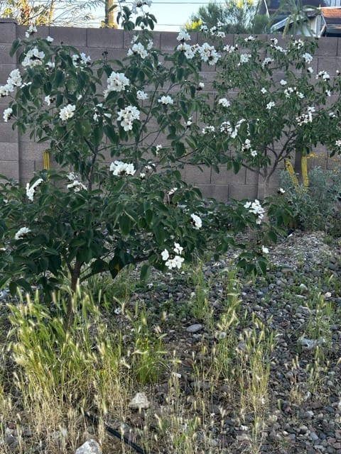 White flowers blooming in a desert garden bed