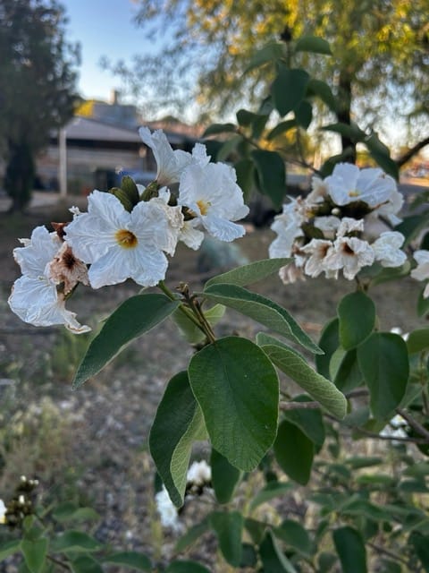 White flower blossoms on a fruit tree branch