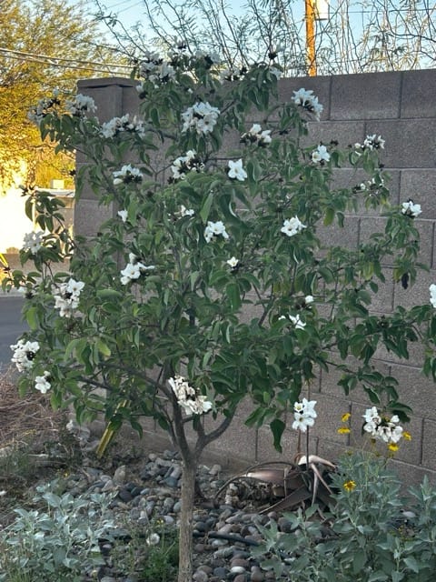 White poppies blooming among soft gray foliage