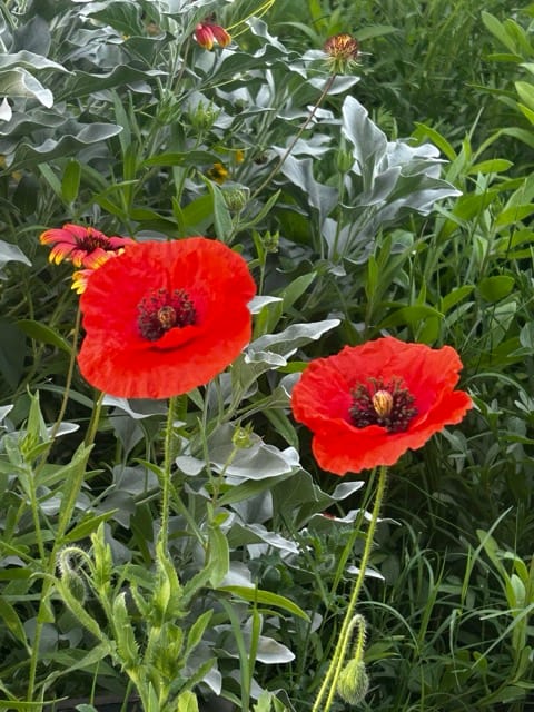 Red poppies blooming among garden greenery