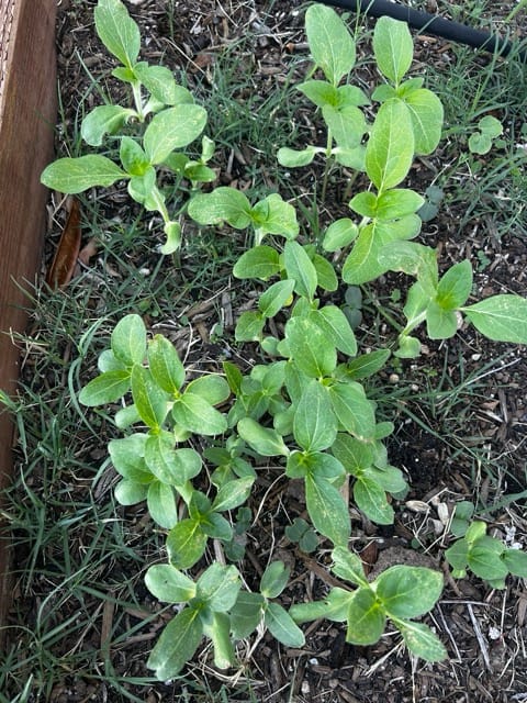 Young leafy plants growing in a garden bed