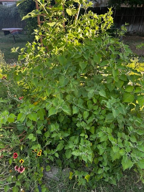 Dense herb foliage in a Phoenix backyard garden