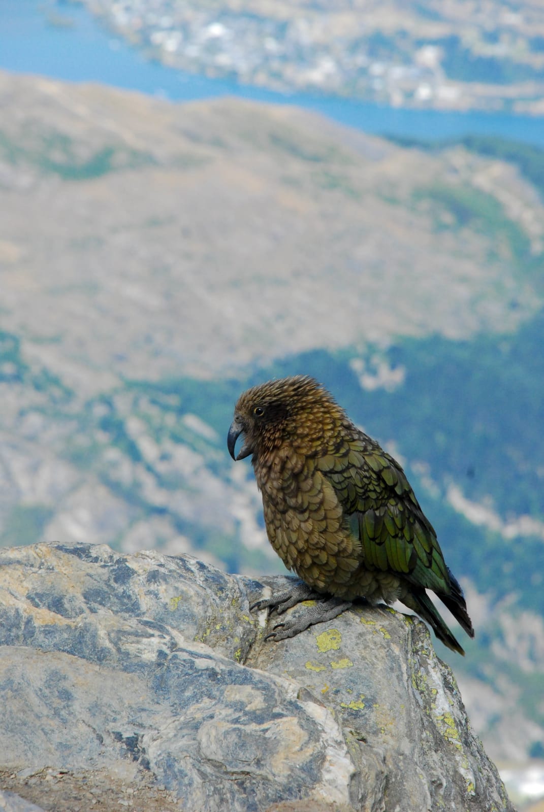 bird parrot beak in New Zealand