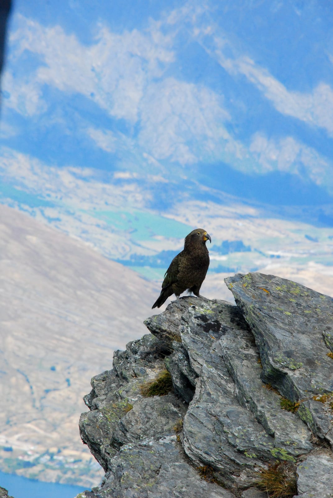 bird rock raptor in New Zealand