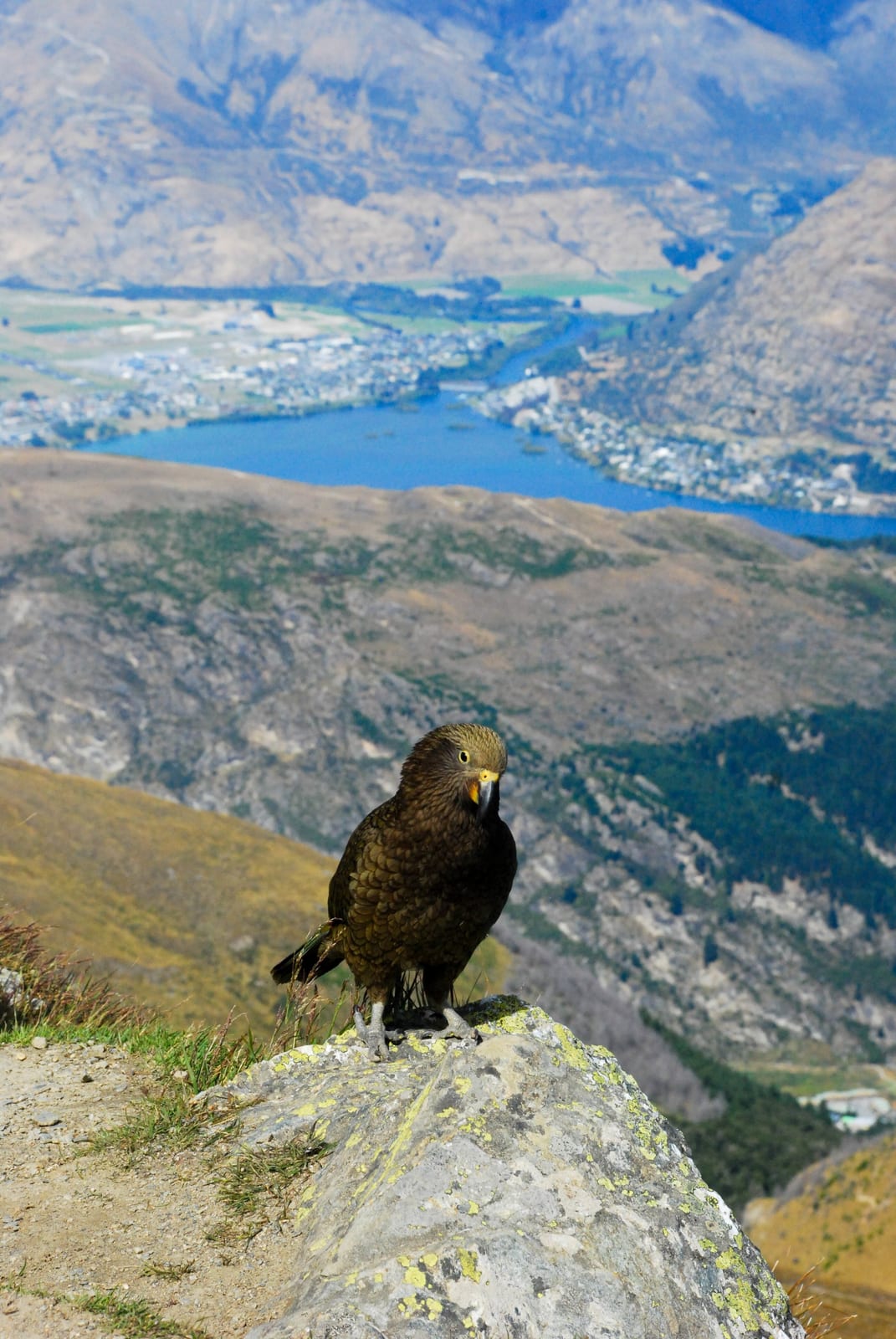 mountain landscape bird in New Zealand
